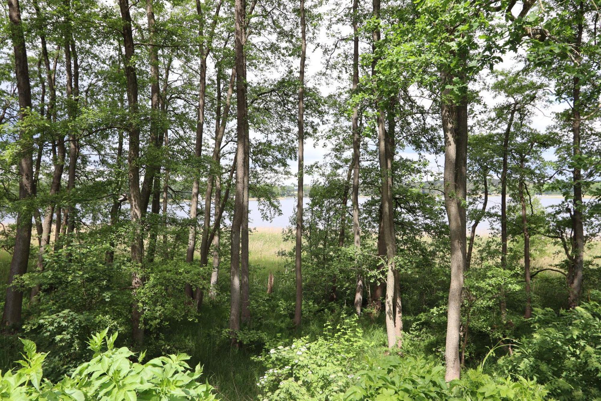Ferienwohnung Amsel Rheinsberg Bagian luar foto